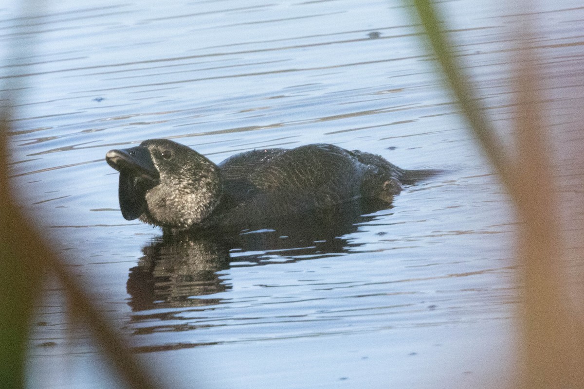 Musk Duck - ML645220817