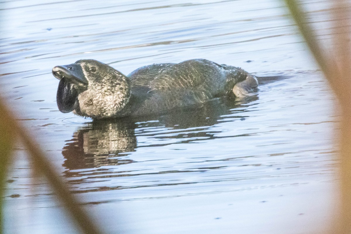 Musk Duck - ML645220818