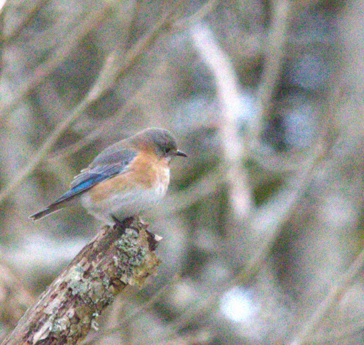 Eastern Bluebird - ML645220820