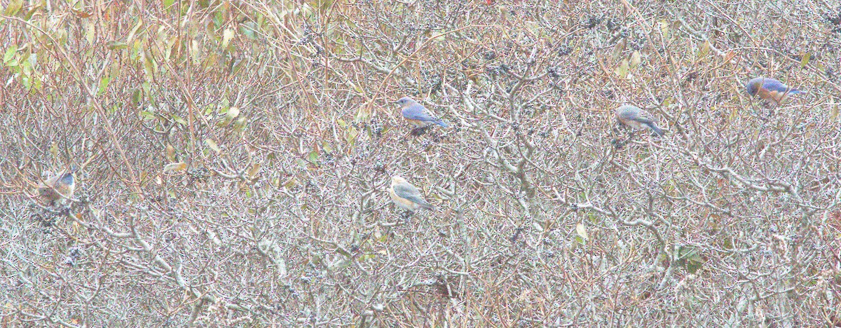 Eastern Bluebird - ML645220821
