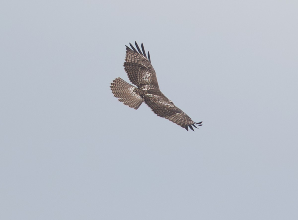 Red-tailed Hawk - ML645220824