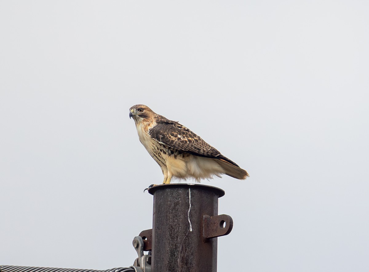 Red-tailed Hawk - ML645220825