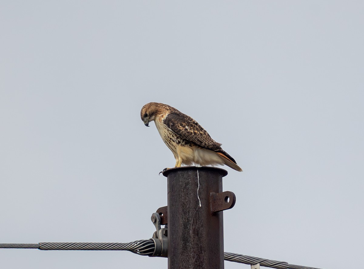 Red-tailed Hawk - ML645220826