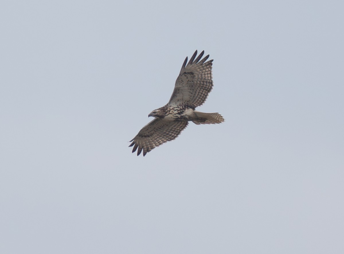 Red-tailed Hawk - ML645220827