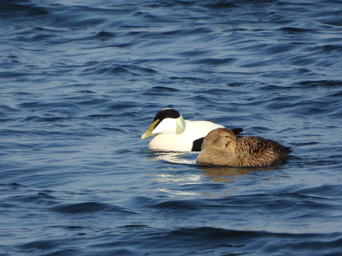 Common Eider - ML645220828