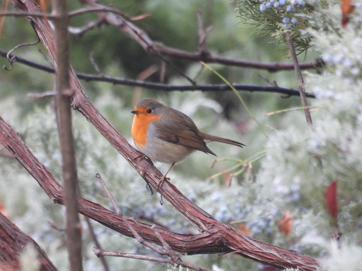 European Robin - ML645220829