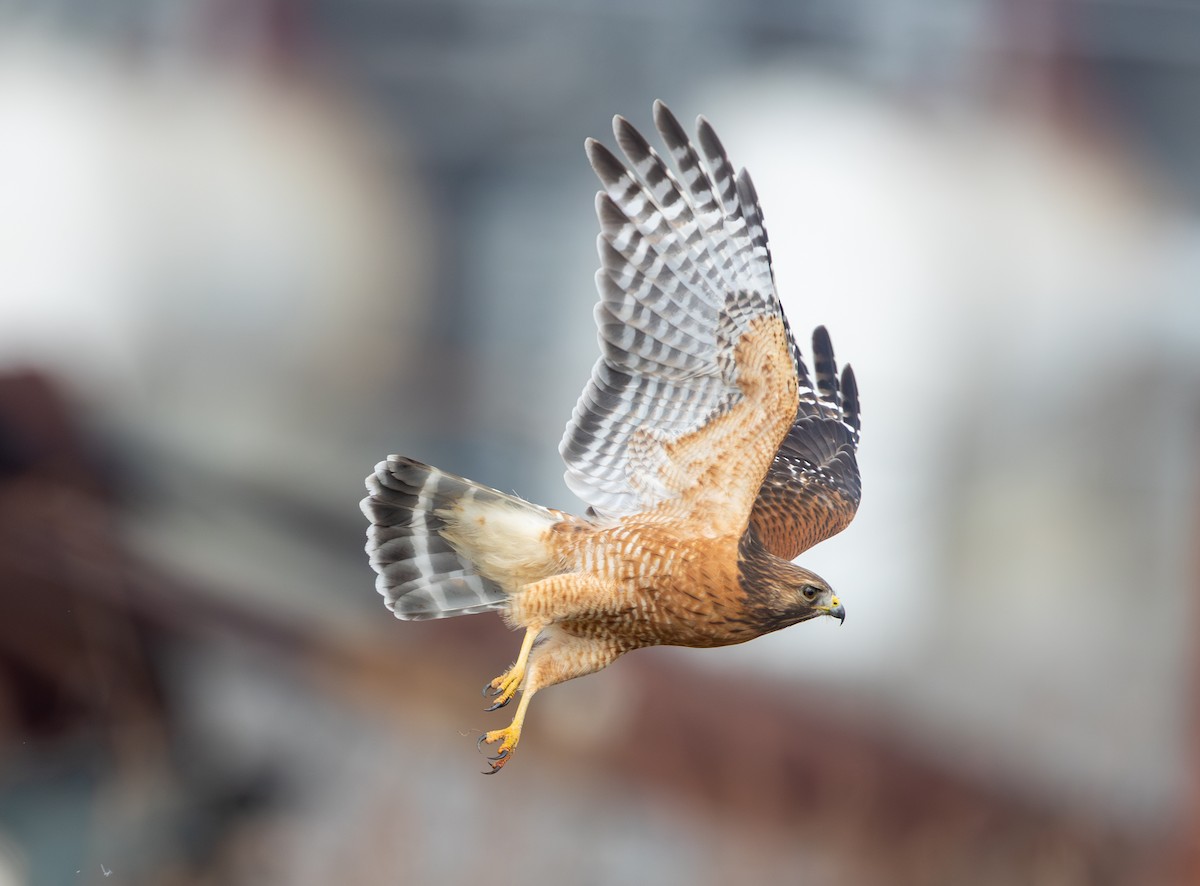 Red-shouldered Hawk - ML645220830