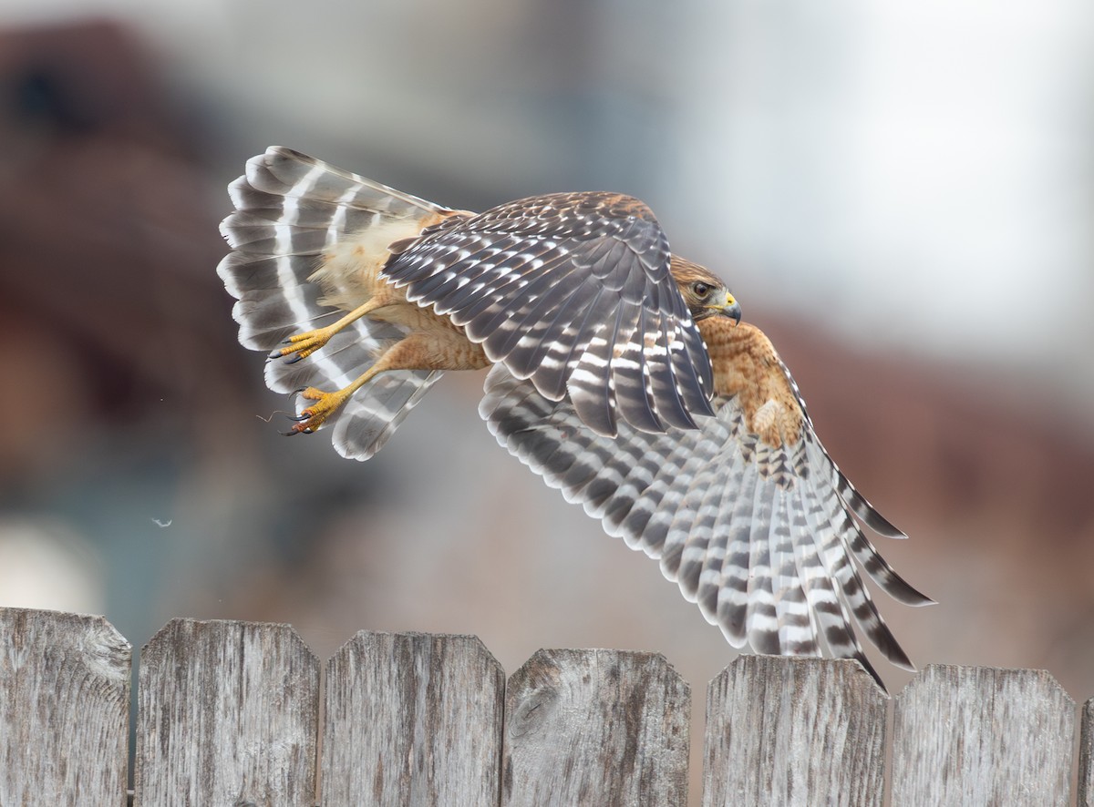 Red-shouldered Hawk - ML645220831