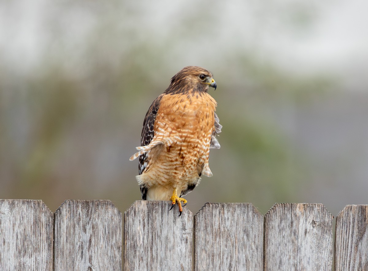 Red-shouldered Hawk - ML645220833