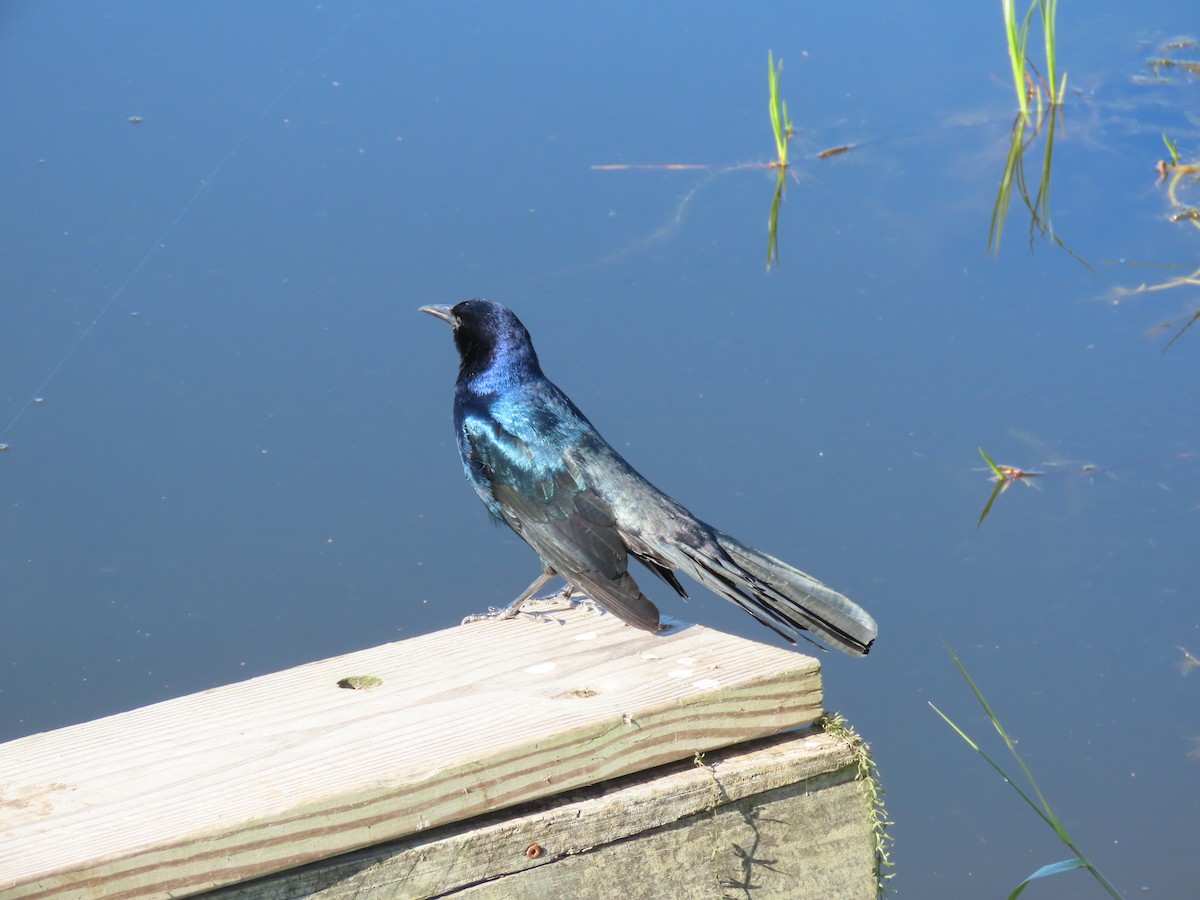 Boat-tailed Grackle - ML645220836