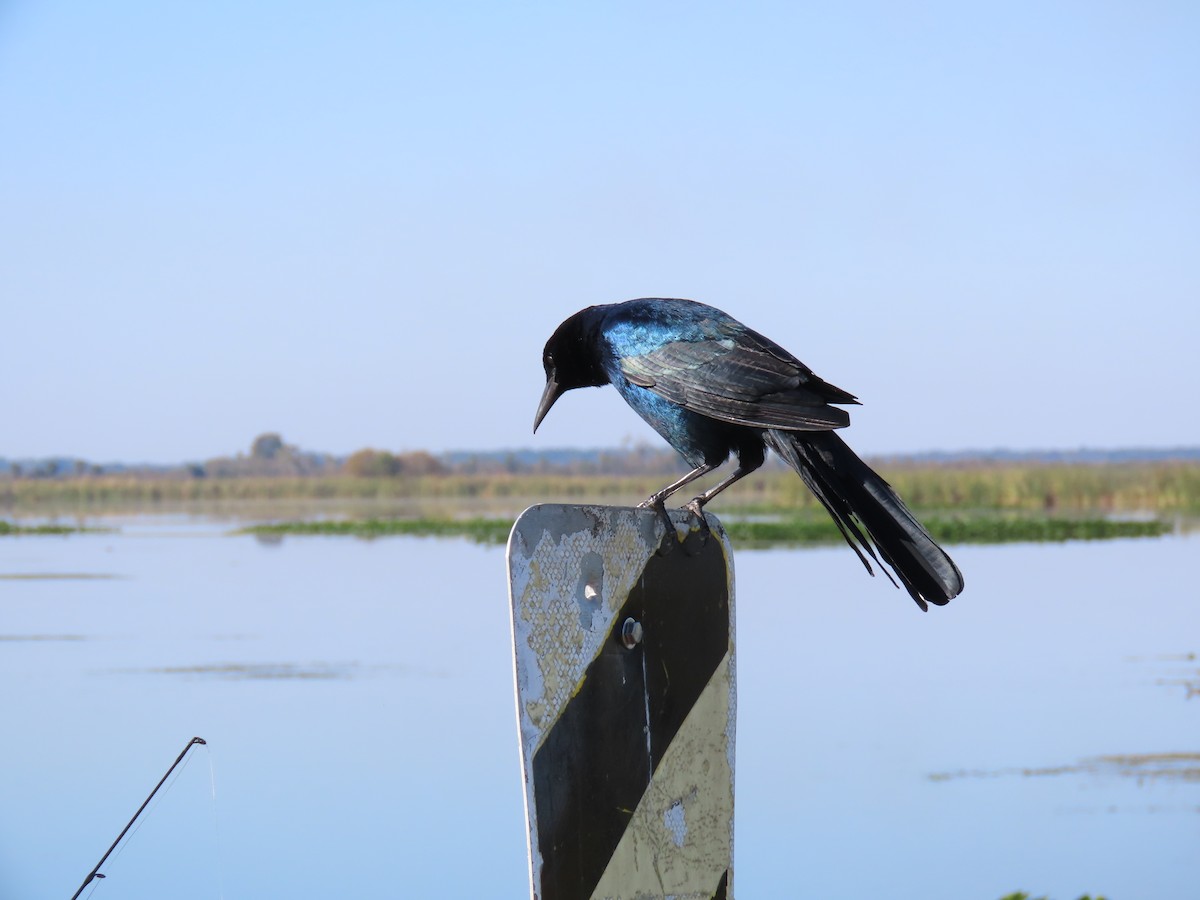 Boat-tailed Grackle - ML645220847