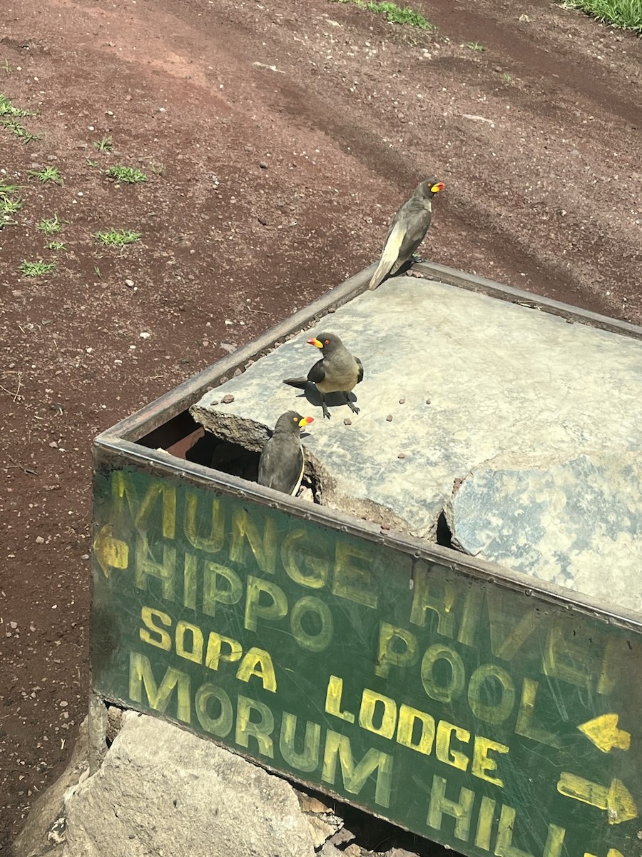 Yellow-billed Oxpecker - ML645220848
