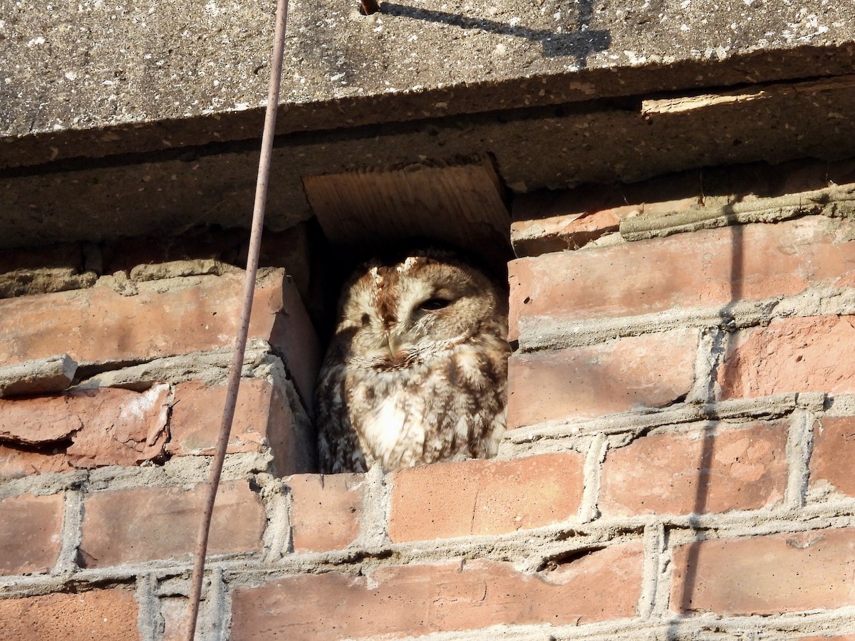 Chouette hulotte - ML645220850