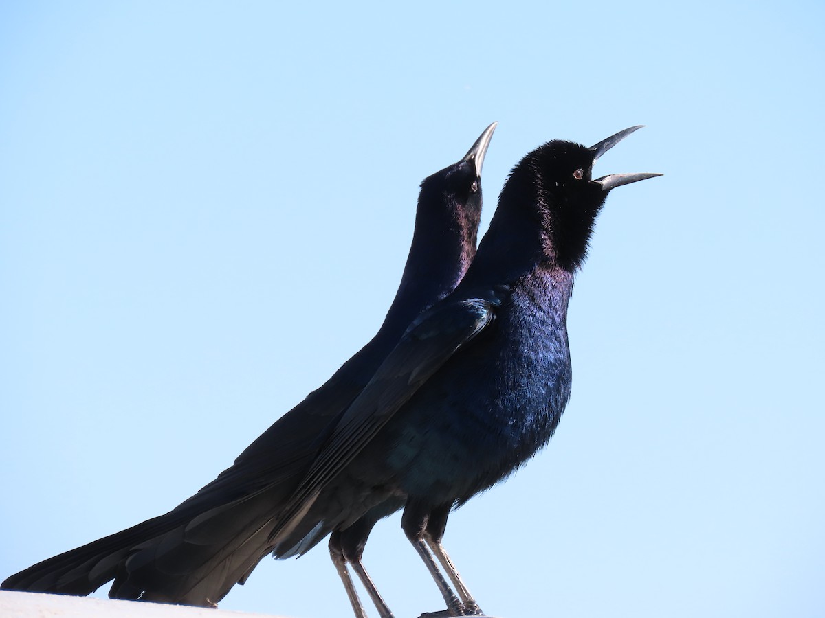 Boat-tailed Grackle - ML645220851