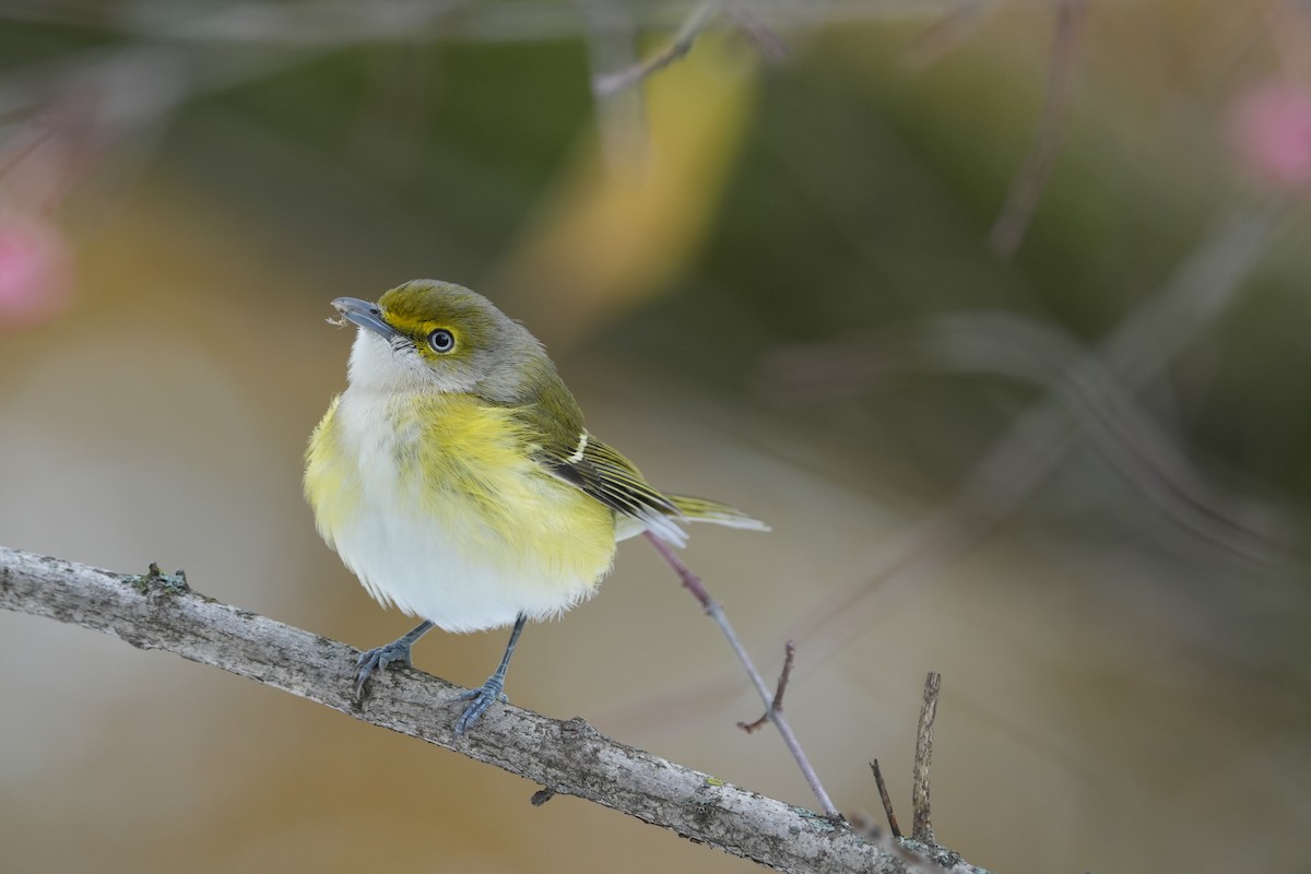 Weißaugenvireo - ML645220853