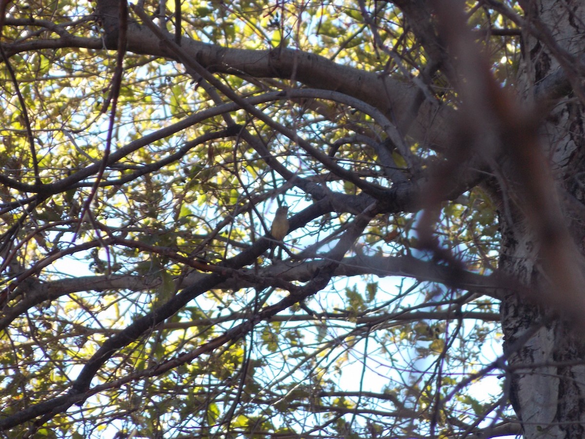 Ruby-crowned Kinglet - ML645220854