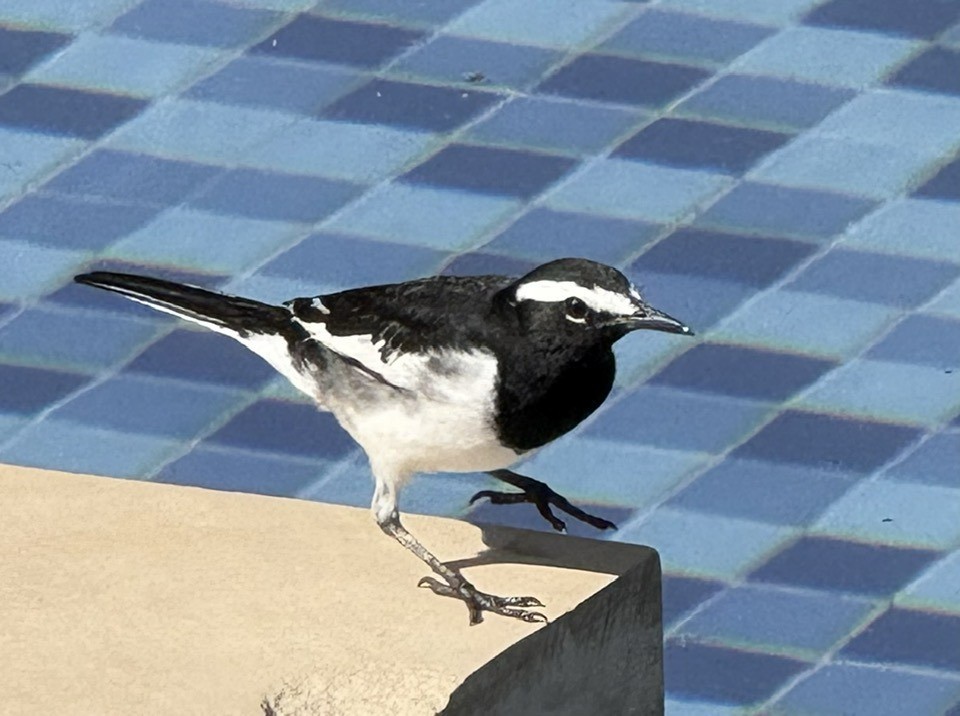 Bergeronnette indienne - ML645220855