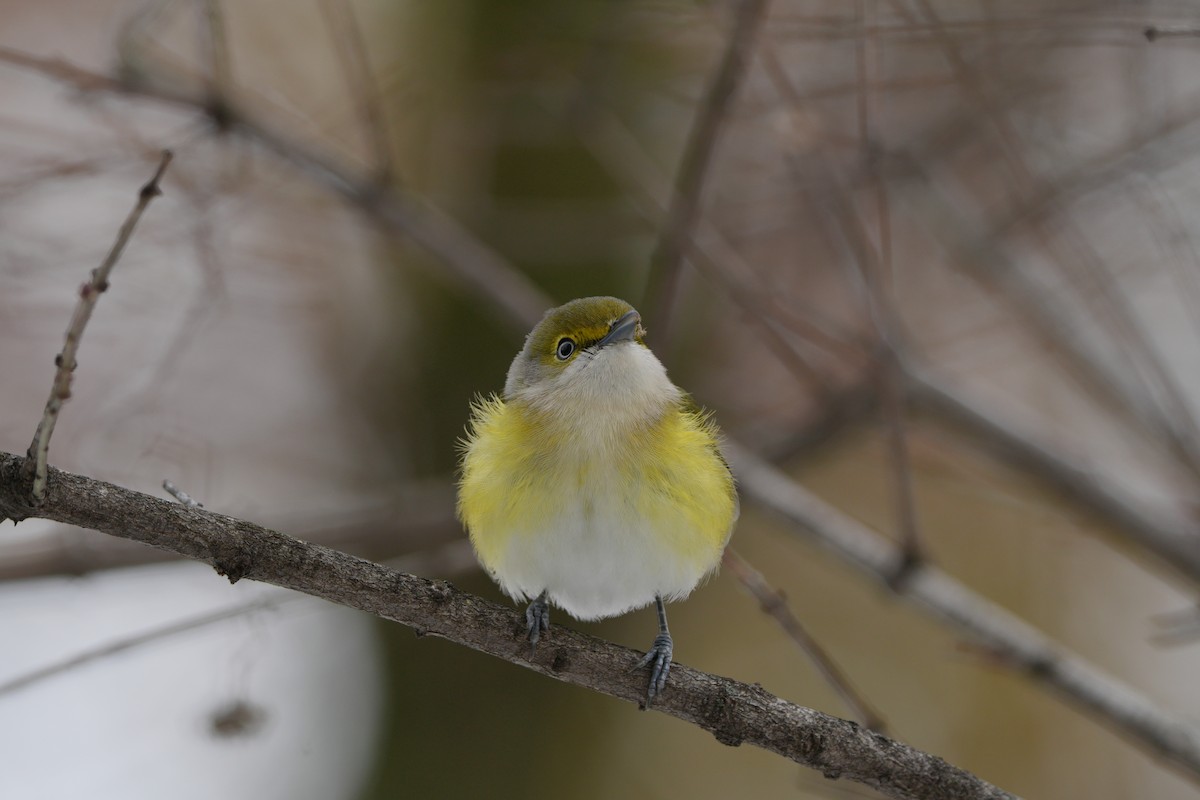 Weißaugenvireo - ML645220861