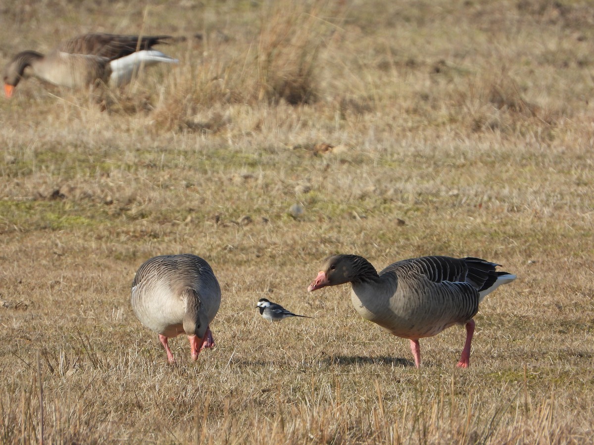 Graylag Goose - ML645220862