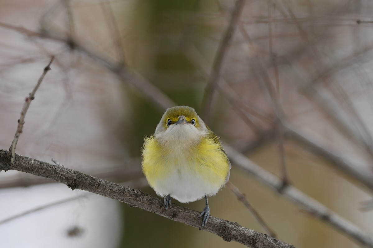 Weißaugenvireo - ML645220863