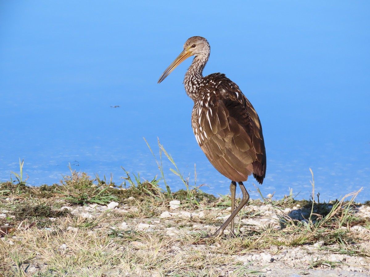 Limpkin - ML645220883