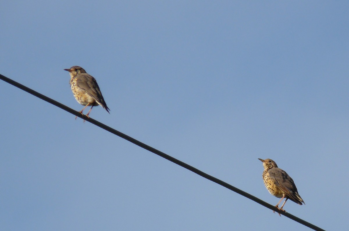 Ethiopian Thrush - ML645220885