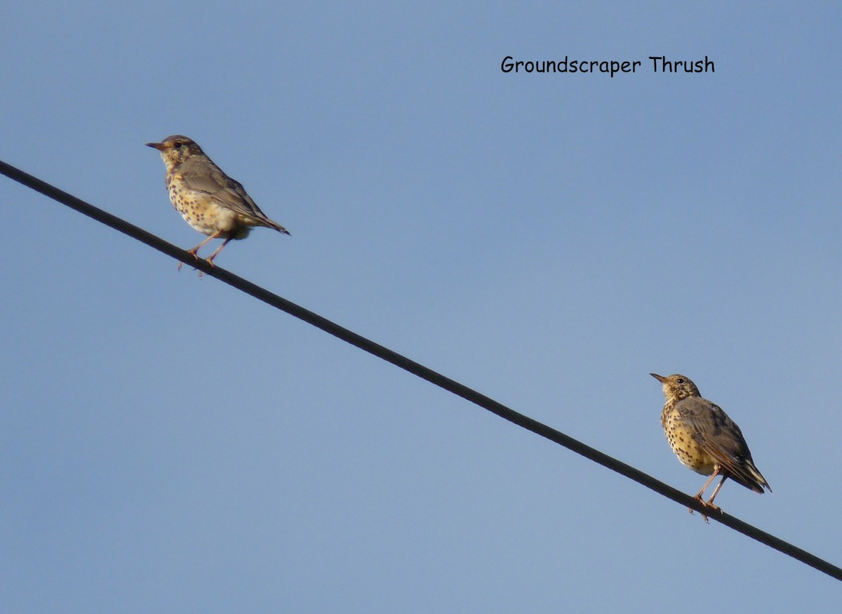 Ethiopian Thrush - ML645220886
