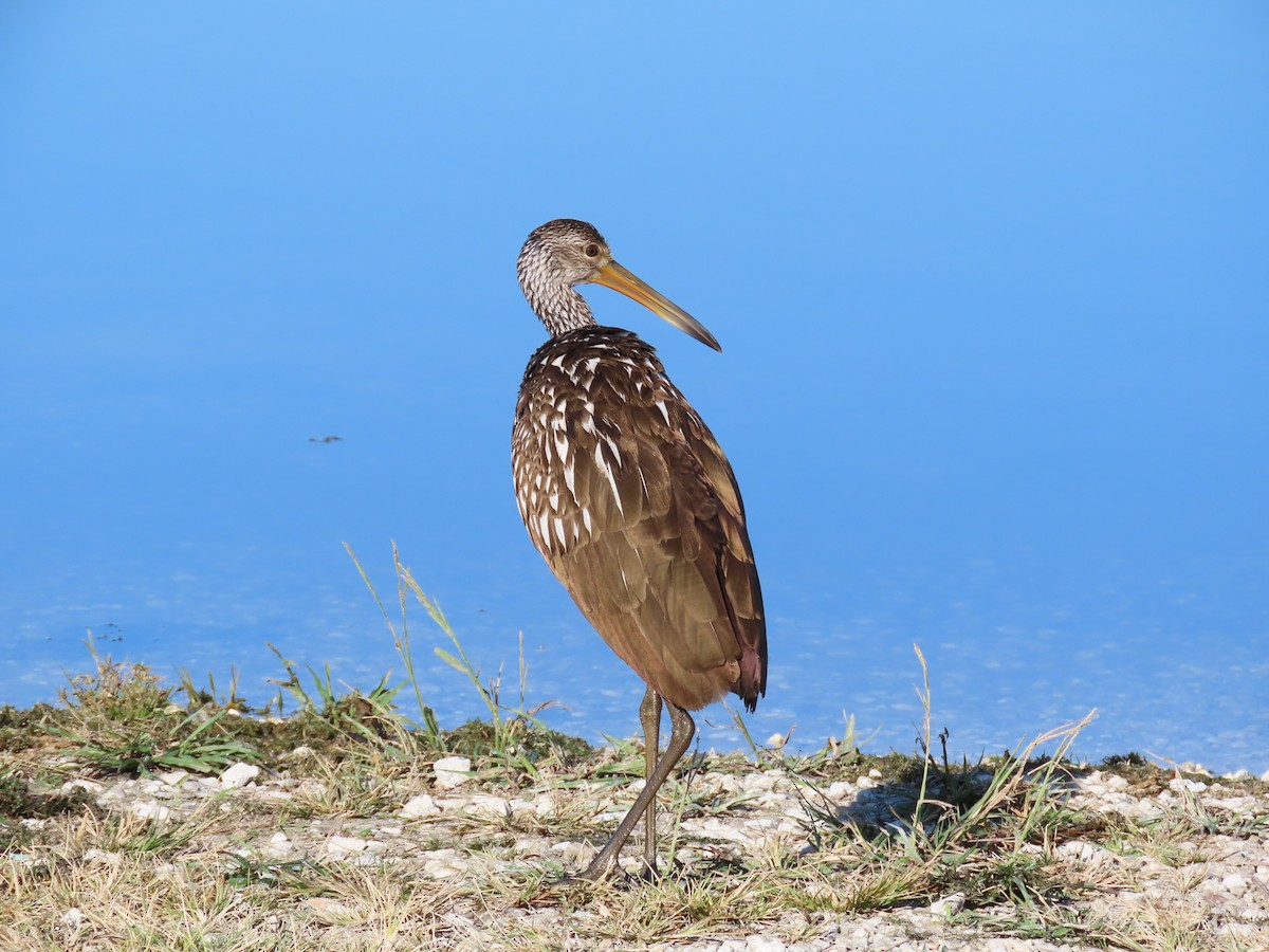 Limpkin - ML645220892