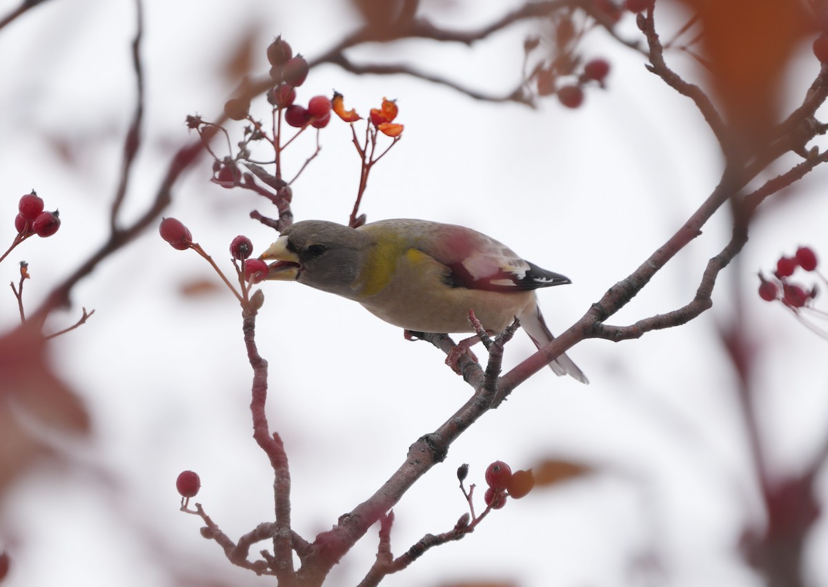 Evening Grosbeak - ML645220900