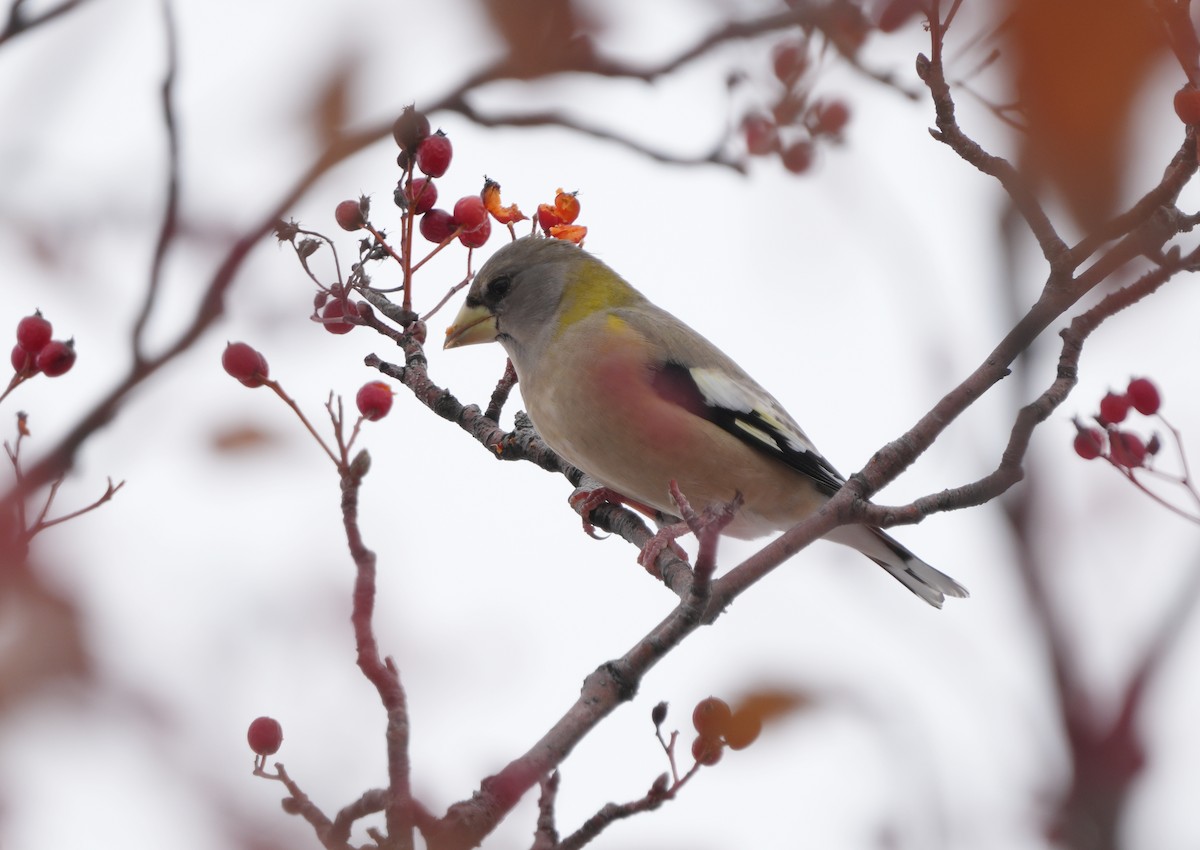 Evening Grosbeak - ML645220908