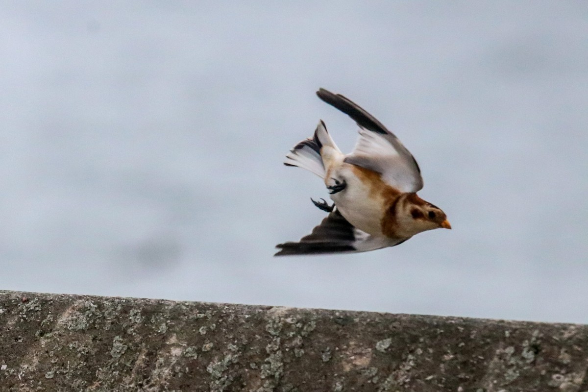 Snow Bunting - ML645220909