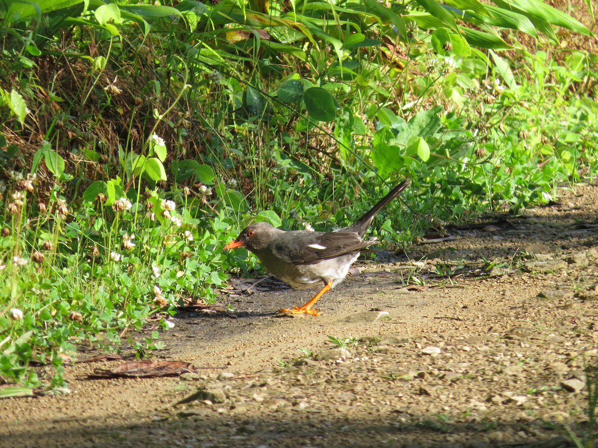 White-chinned Thrush - ML64522091