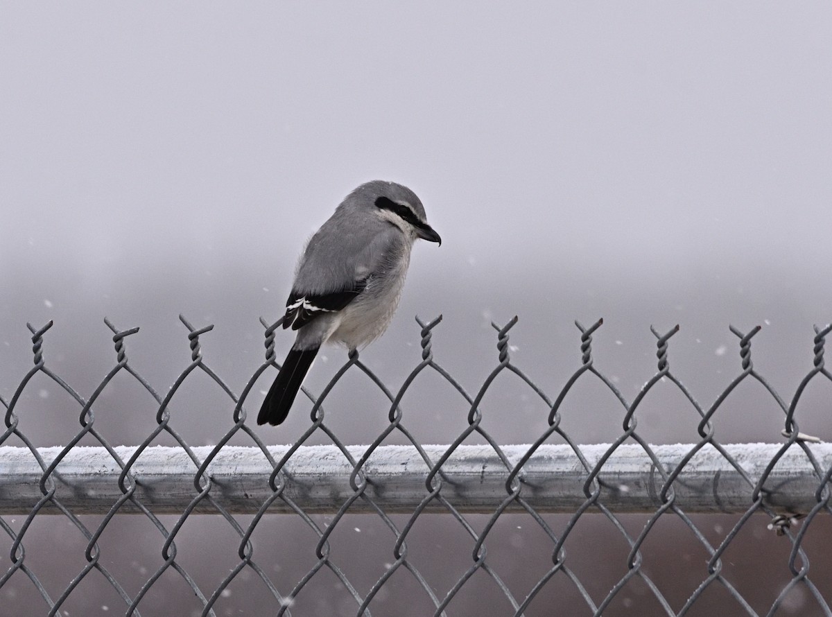 Northern Shrike - ML645220919