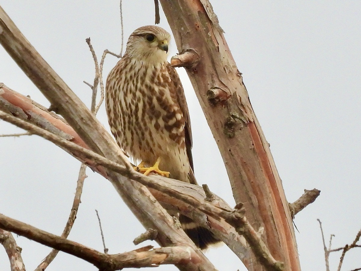 Merlin - ML645220923