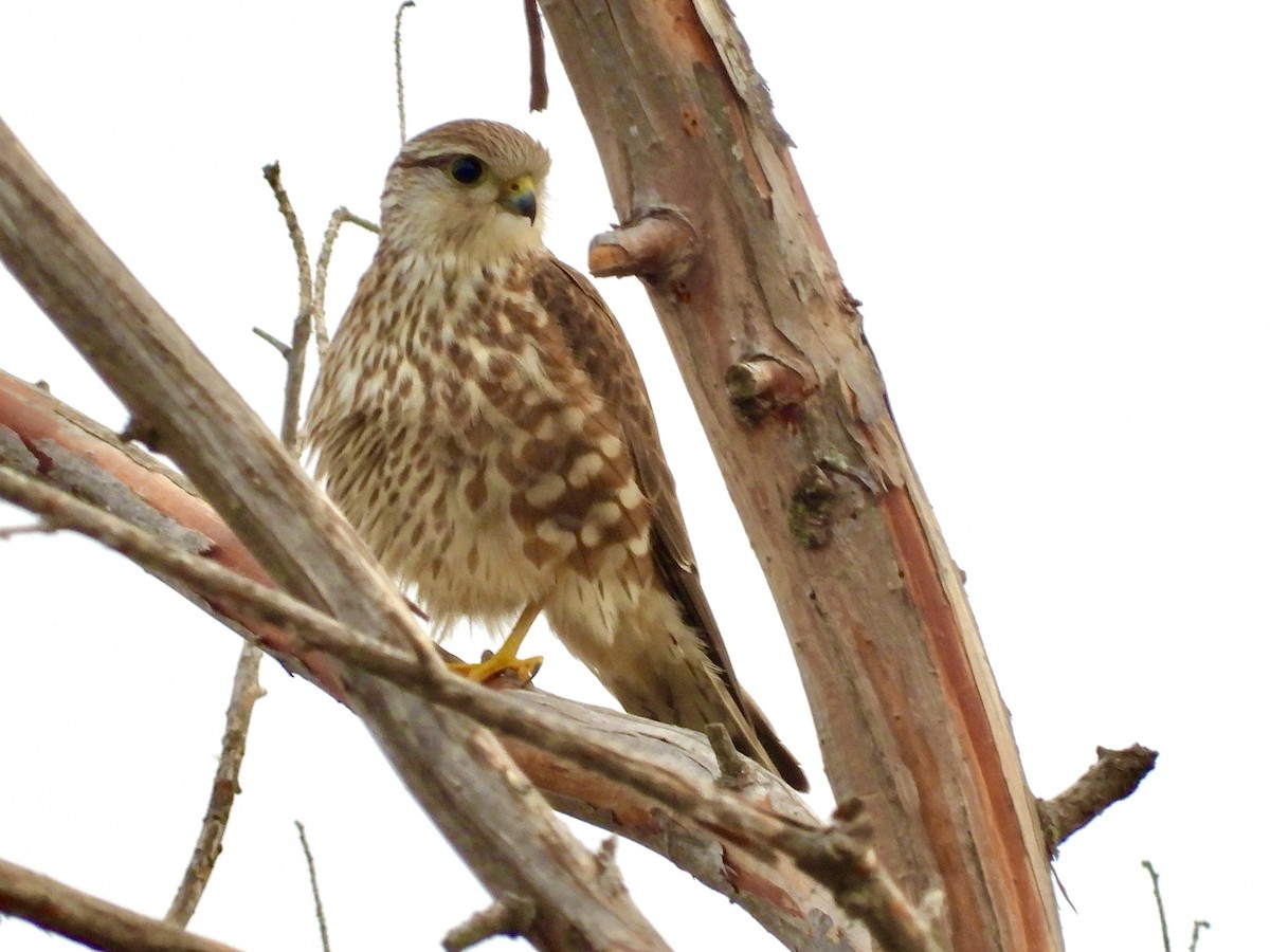 Merlin - ML645220924