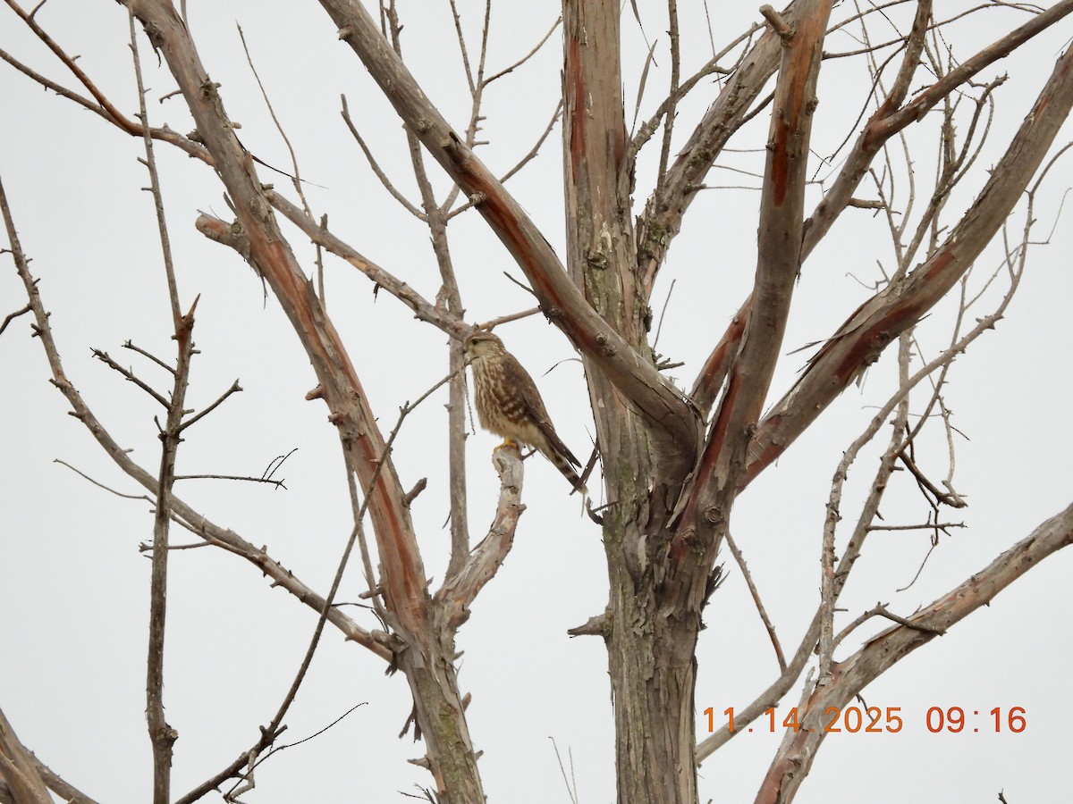 Merlin - ML645220925