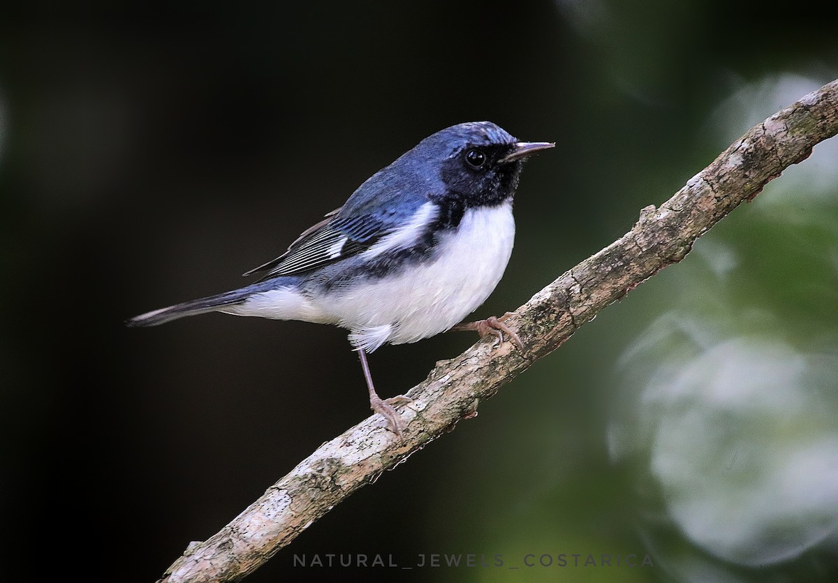 lesňáček modrohřbetý - ML645220926