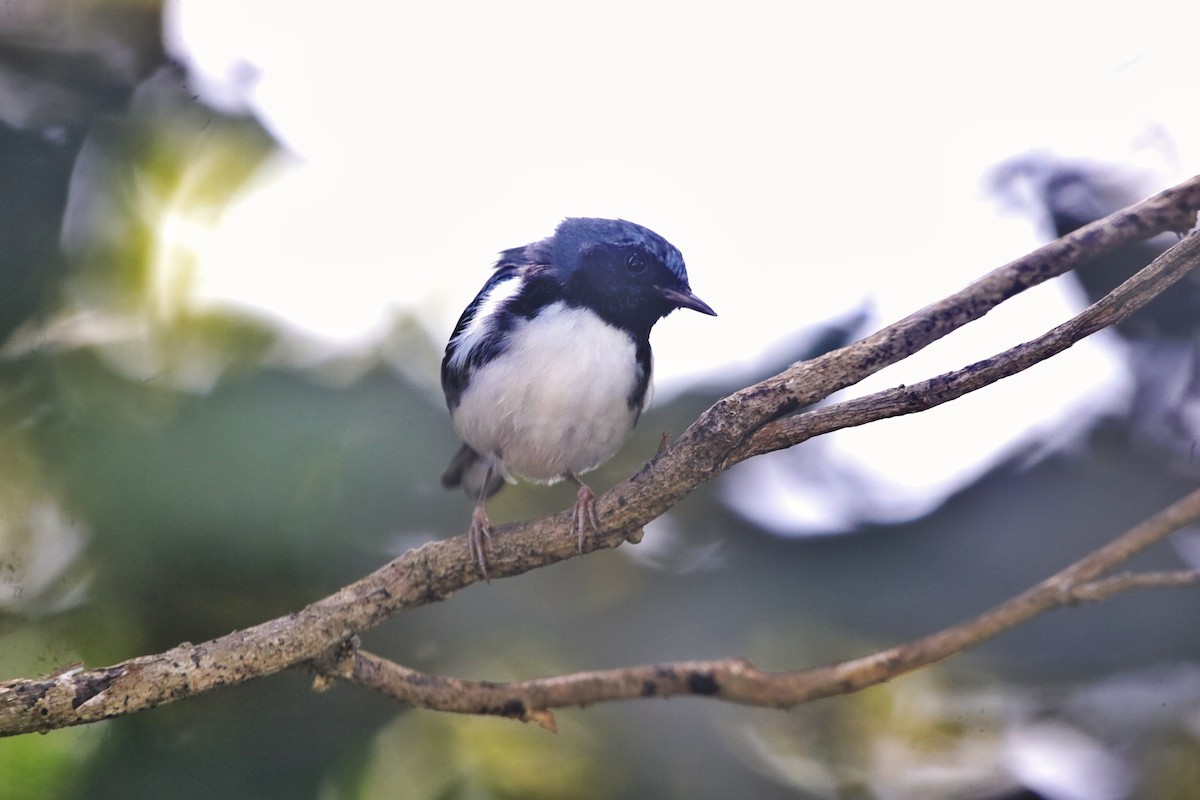 lesňáček modrohřbetý - ML645220927