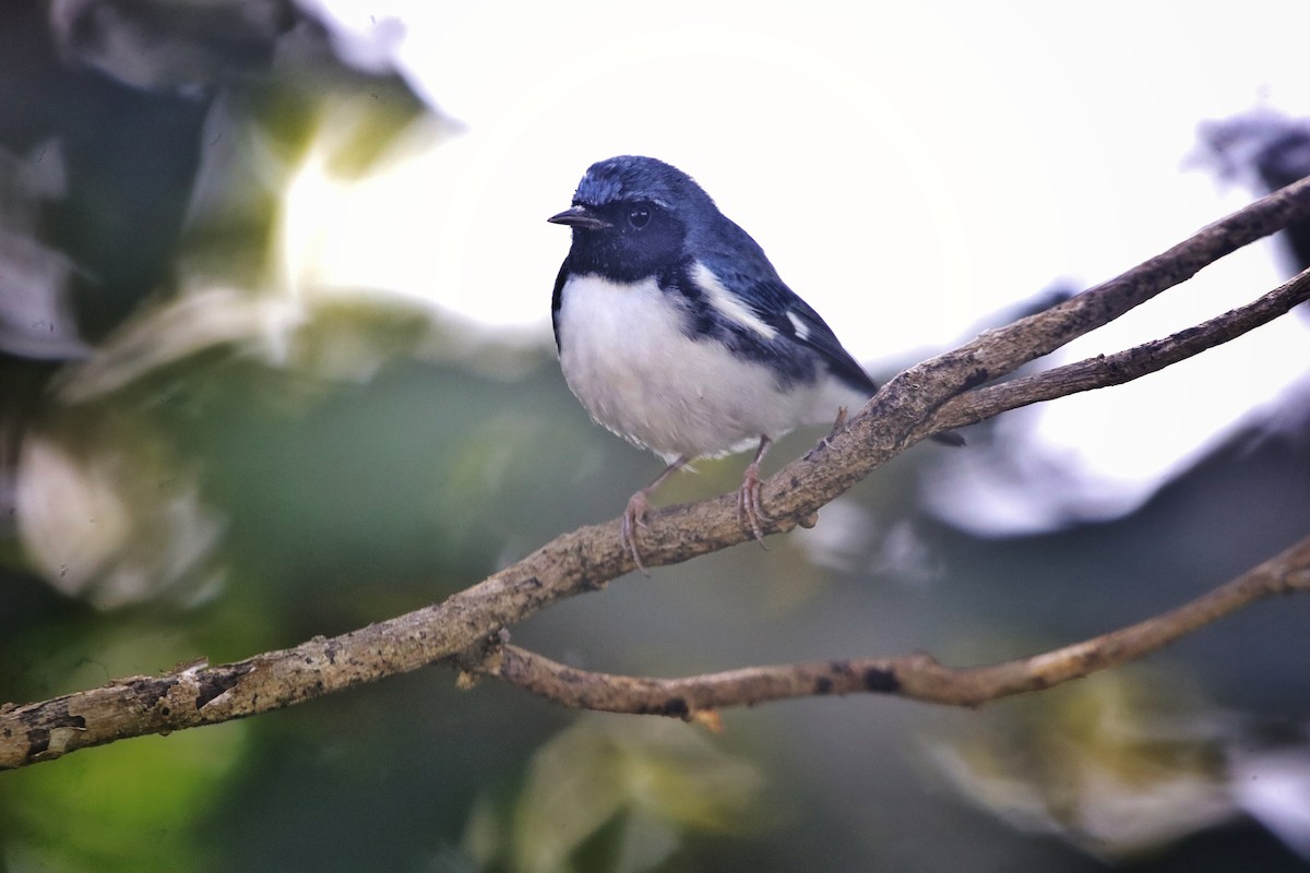 lesňáček modrohřbetý - ML645220928