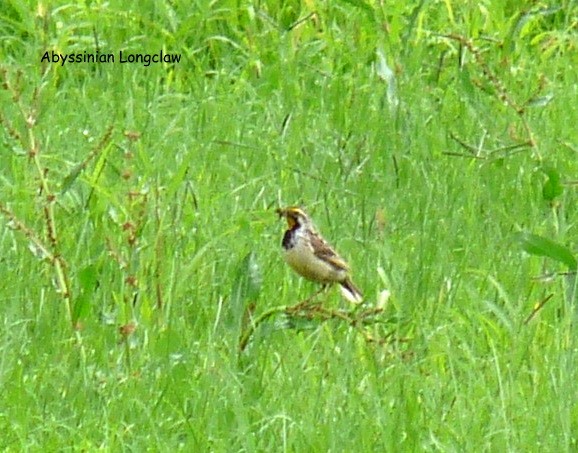 Abyssinian Longclaw - ML645220941