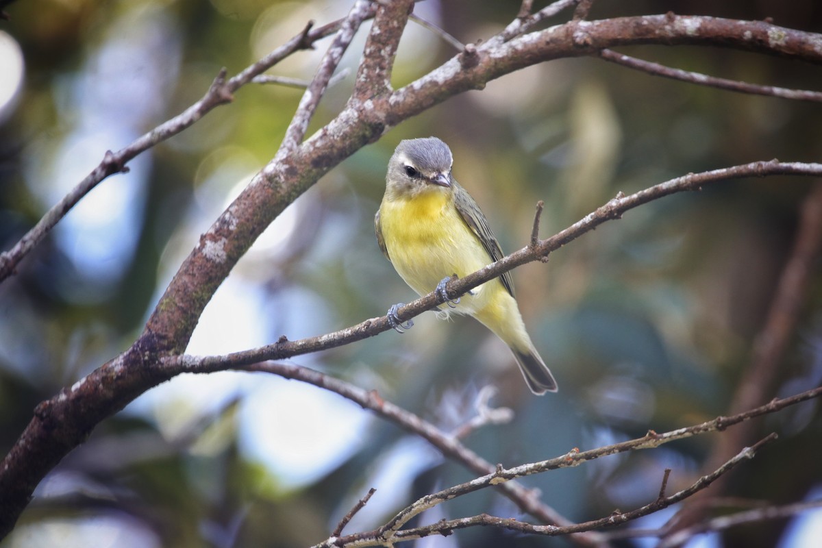 Bireo filadelfiarra - ML645220943