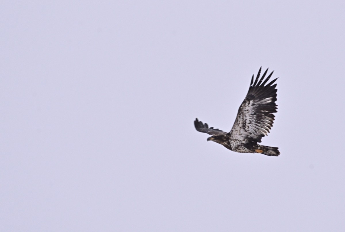 Bald Eagle - ML645220949