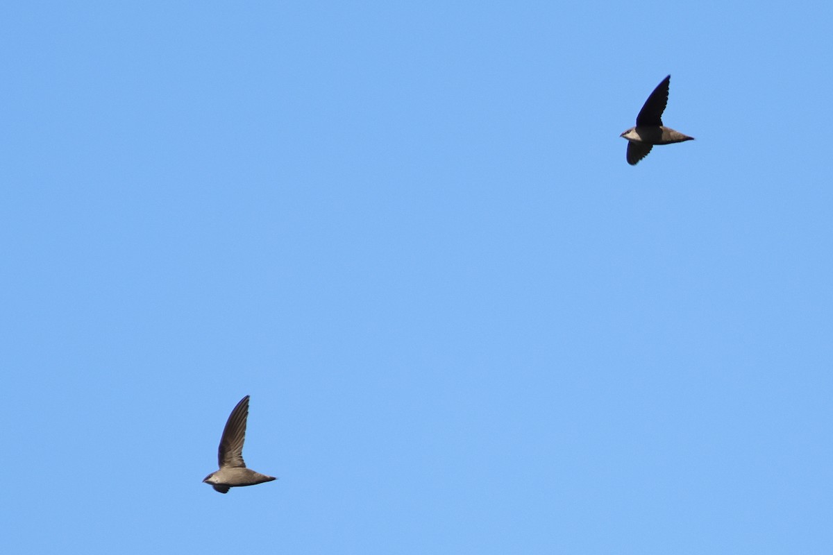 Chimney Swift - ML645220953