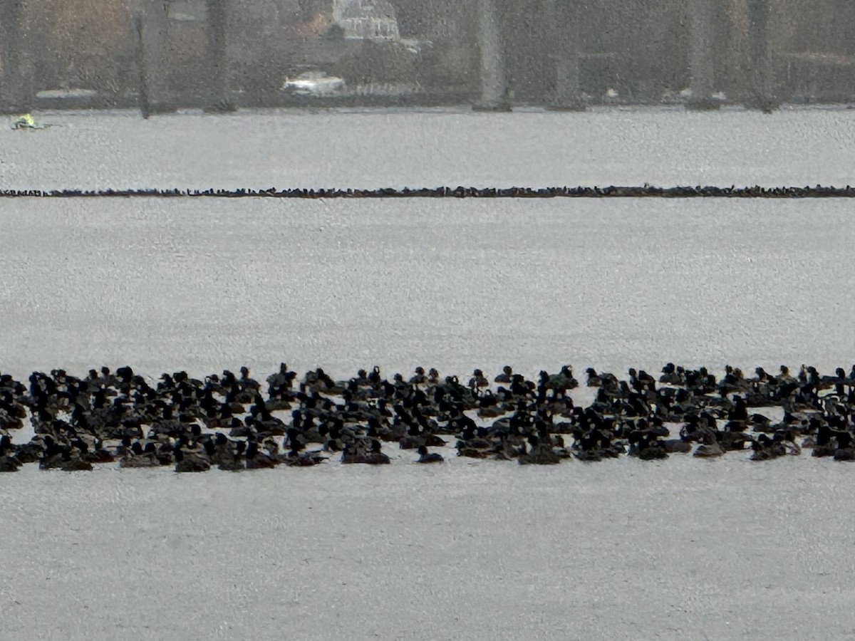 Foulque d'Amérique - ML645220955