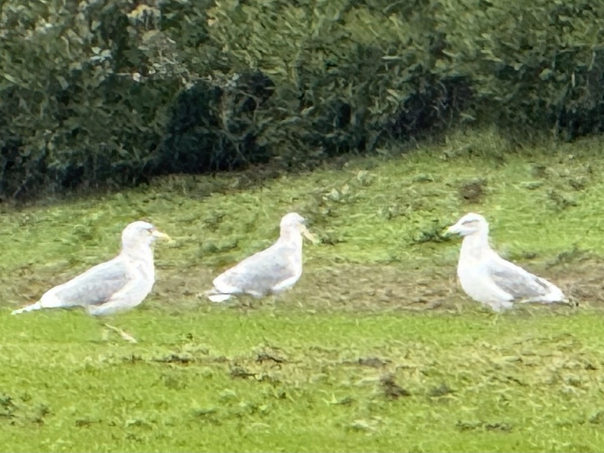 tanımsız Larinae sp. - ML645220962