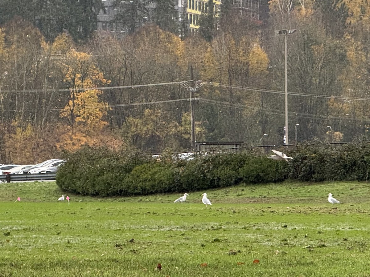 tanımsız Larinae sp. - ML645220963