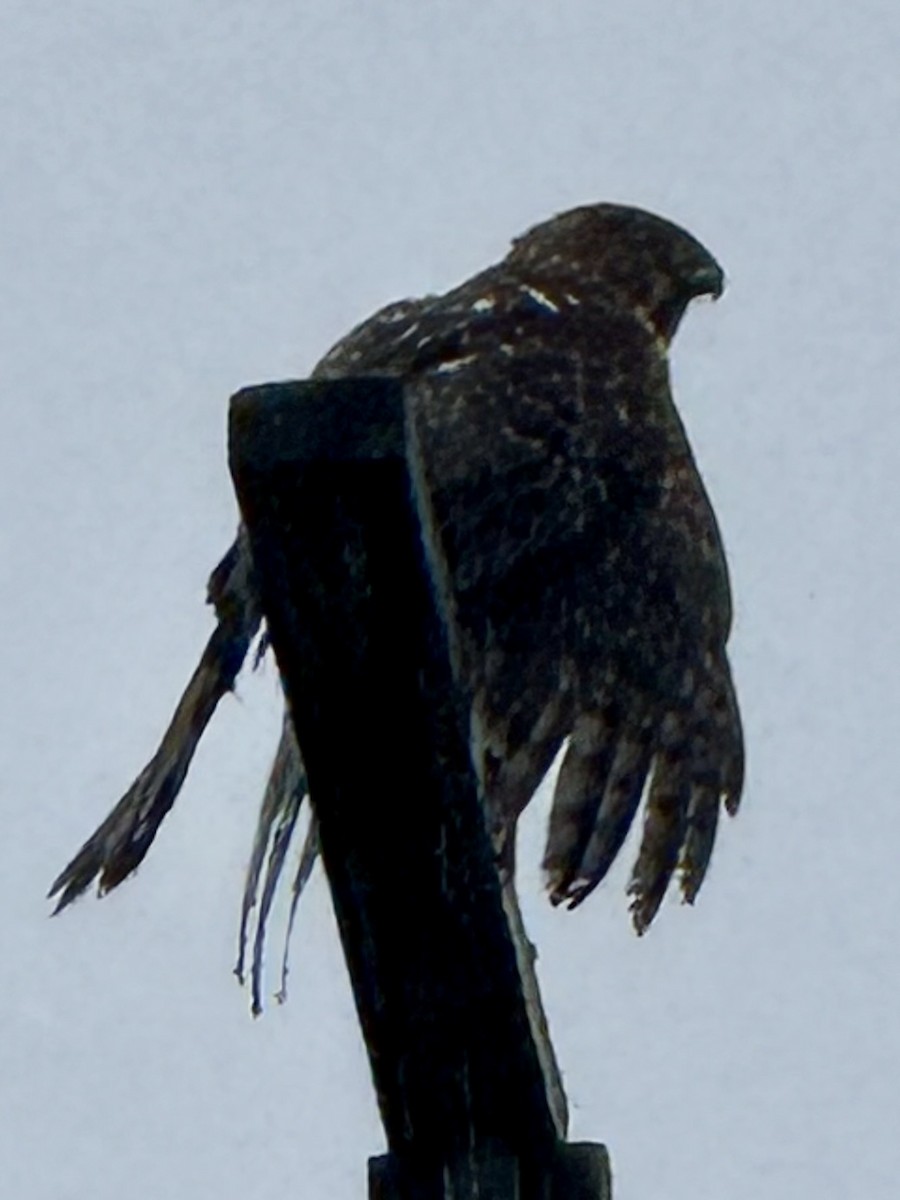 Cooper's Hawk - ML645220996