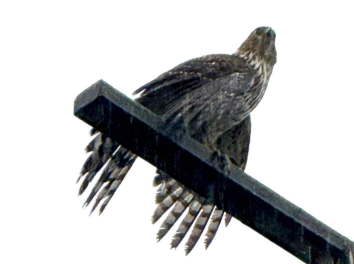 Cooper's Hawk - ML645220997