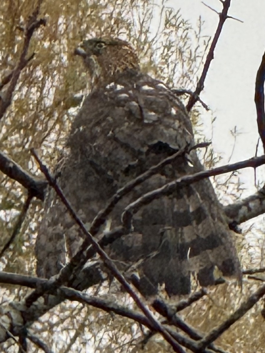 Cooper's Hawk - ML645220998