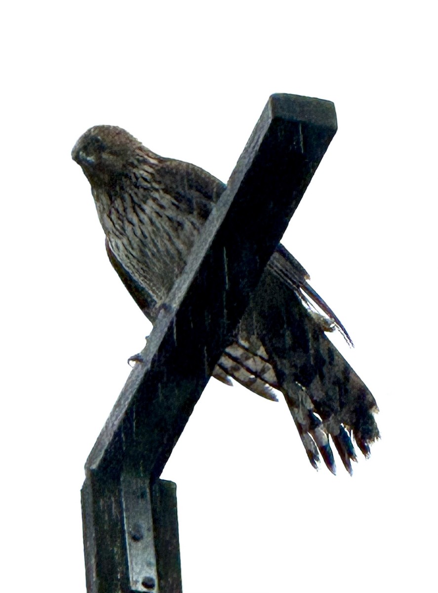 Cooper's Hawk - ML645220999